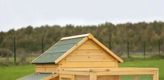 Le poulailler dans votre jardin à la retraite : l’essentiel à savoir