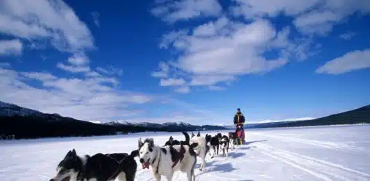 Quelle destination choisir pour une expédition en traîneau à chiens dans le Grand Nord ?