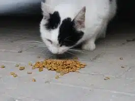 Comment bien choisir ses croquettes chat Japhy